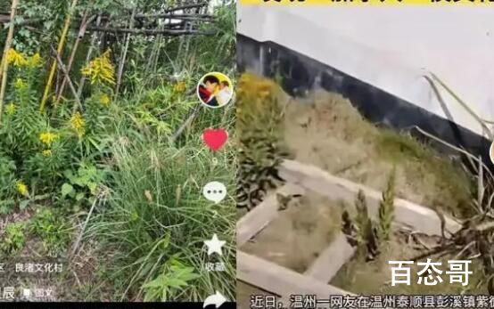 加拿大一枝黄花成浙江胡羊口中美味 羊：这玩意谁想得到临了了还能吃顿西餐