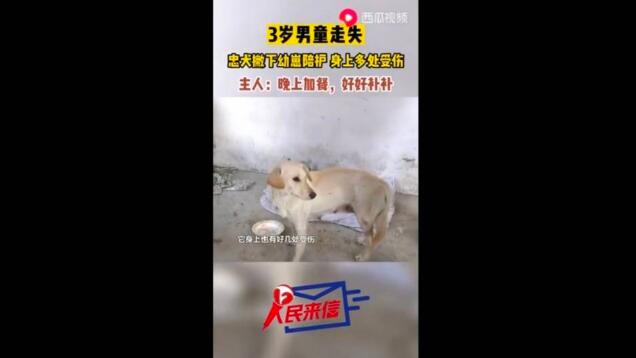 3岁男童走失忠犬一路跟随保护