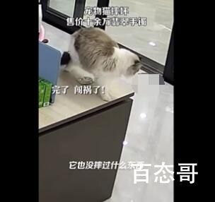 猫咪摔坏12万翡翠手镯被连夜送走 这猫是故意推下去的?