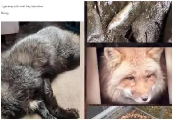 美俄亥俄州大量动物突然死亡 背后真相实在让人惊愕