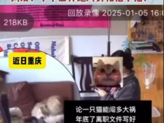 小猫突然出现按下辞职报告发送键 具体来龙去脉是什么？