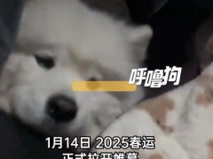 第一批回家过年的猫狗已经在路上了 到底什么状况？