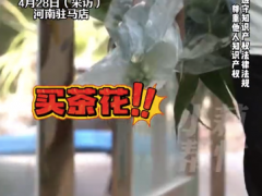 店家售卖两株茶花被告侵权索赔5万 原告公司：不是针对个人，是针对整个市场