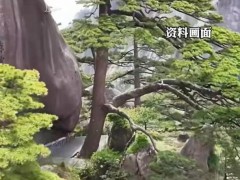黄山3天捡了18个孩子 家长不要看手机，要时刻注意孩子的动向！