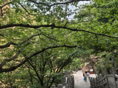 在崂山游玩遇到蛇缠树上 景区回应 已加强巡逻确保安全