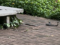 深圳莲花山公园出现眼镜蛇 市民担忧引发关注