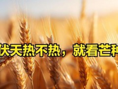 两六月有多热，就看芒种：老习俗与天气玄机