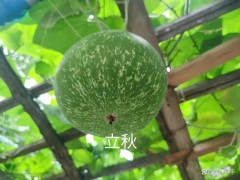 夏季最后一天，记得1不洗2不做吃3样 迎秋接福交好运
