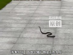 广东一小区大蛇小蛇到处溜达 居民提心吊胆
